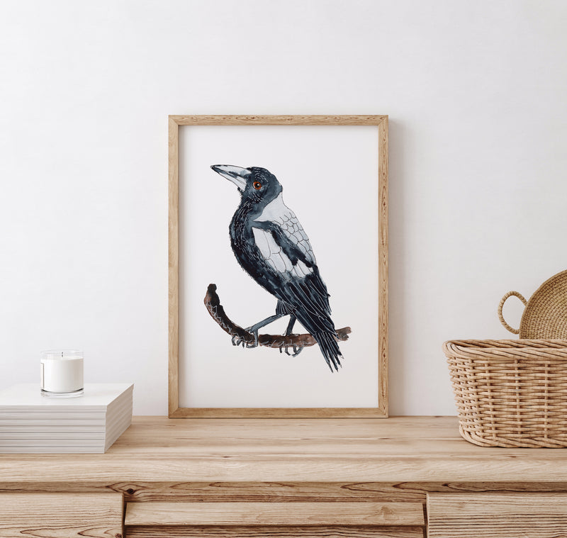 Magpie Poster Australian Magpie Wall Art Print – Thilini Sokol Art