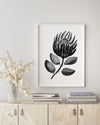 King Protea Flower Black and White Wall Art Print