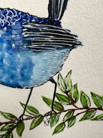 Splendid Fairy Wren Australian Native Birds Original Painting Pen and Watercolour Wall Art Size 5 x 7 in