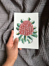 Banksia Coccinea Original Painting Pen and Watercolour Wall Art Size 5 x 7 in