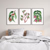 Trio Set Silver Princess + Kangaroo Paw + Lilly Pilly Watercolour Elegance Canvas and Prints - Stylish Australian Flora Prints for Interiors