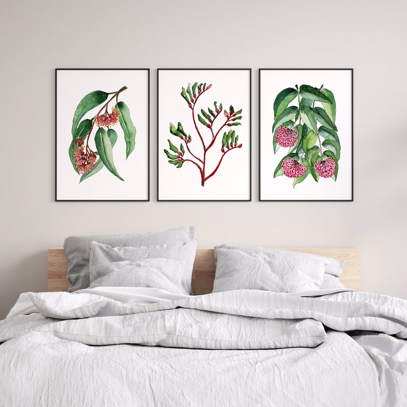 Trio Set Silver Princess + Kangaroo Paw + Lilly Pilly Watercolour Elegance Canvas and Prints - Stylish Australian Flora Prints for Interiors