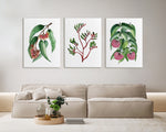 Trio Set Silver Princess + Kangaroo Paw + Lilly Pilly Watercolour Elegance Canvas and Prints - Stylish Australian Flora Prints for Interiors