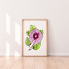 Sturt’s Desert Rose Wall Art Print Canvas and Print