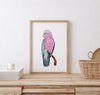 Galah Wall Art Print