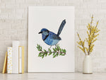 Splendid Fairy Wren Wall Art Print