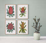 4 Set Banksia Bonanza Captivating Watercolour Canvasses and Prints Collection