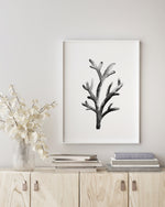 Grey Coral Set (3) Black and White Wall Art Print