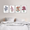 4 Set Australian Botanical Delights Watercolour Canvasses and Prints Collection