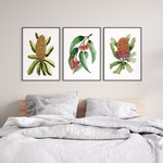 Set of 3 Floral Coastal Essence of Coastal Banksia, Silver Princess and Orange Banksia Canvasses and Prints Collection