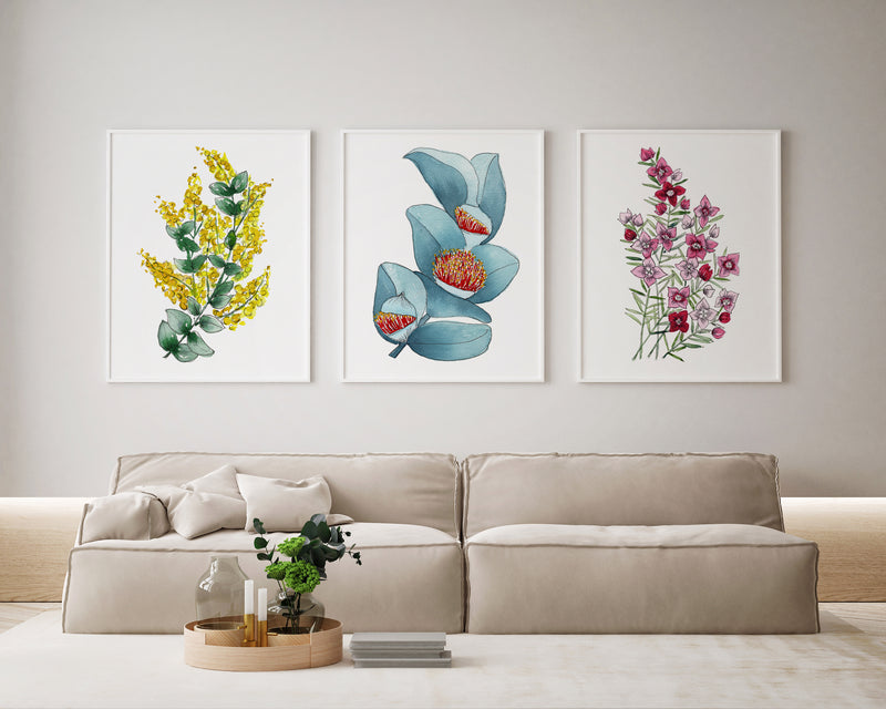 Macrocarpa, Wattle and Boronia Beauty in Set of 3 Watercolour Canvasses and Prints Collection