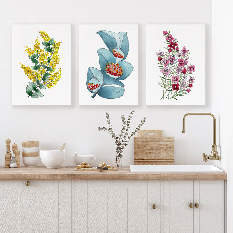 Macrocarpa, Wattle and Boronia Beauty in Set of 3 Watercolour Canvasses and Prints Collection