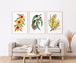 Native Australian Blossoms, Golden Pea, Silver Princess, and Blakes Wattle Watercolour Canvasses and Prints Collection