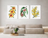 Native Australian Blossoms, Golden Pea, Silver Princess, and Blakes Wattle Watercolour Canvasses and Prints Collection