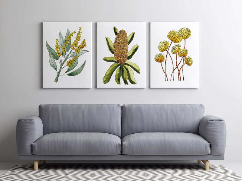 3 Set Yellow Watercolour Paintings of Australian Native Blooms Wall Art Canvasses and Prints Collection