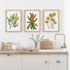 3 Set Yellow Watercolour Paintings of Australian Native Blooms Wall Art Canvasses and Prints Collection