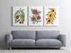 Set of 3 Yellow Golden Botanical Watercolour Canvasses and Prints Collection of Australian Native Florals