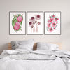 3 Set Native Pink Australian Floral Harmony Hakea + Pink Flannel + Tea Tree Canvasses and Prints Collection