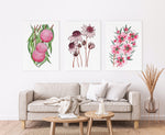 3 Set Native Pink Australian Floral Harmony Hakea + Pink Flannel + Tea Tree Canvasses and Prints Collection