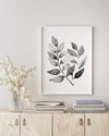 Small Leaved Eucalyptus Black and White Wall Art Print