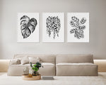 Hamptons Monstera + String of Pearls + Ctenanthe Grey Star Black and White Wall Art Prints