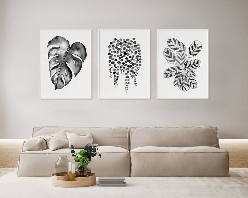 Hamptons Monstera + String of Pearls + Ctenanthe Grey Star Black and White Wall Art Prints