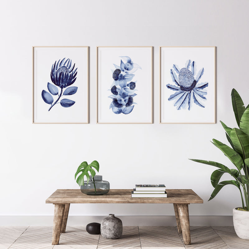 3 Set King Protea + Eucalyptus Mallee + Banksia Blue Leaf Wall Art Canvasses and Prints