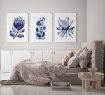 3 Set King Protea + Eucalyptus Mallee + Banksia Blue Leaf Wall Art Canvasses and Prints