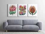 3 Set Exotic Watercolour Paintings of Australian Native Proteas Canvasses and Prints Collection