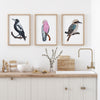 Australian Native Birds Watercolour Art Prints and Canvasses Collection Magpie, Galah, Kookaburra