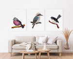 Set of 3 Native Birds of Australia Featuring Pink Robin, Kookabura and Willy Wagtail Watercolour Art Prints and Canvasses