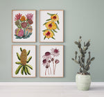 Radiant Australian Native Floral Quartet Watercolour Canvasses and Prints Collection