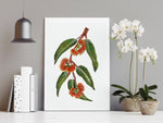 Scarlet Gum Eucalyptus Wall Art Print Canvas and Print