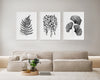 Set 3 Botanical Black and White Wall Art Print Silver Fern + String of Pearls + Ginko