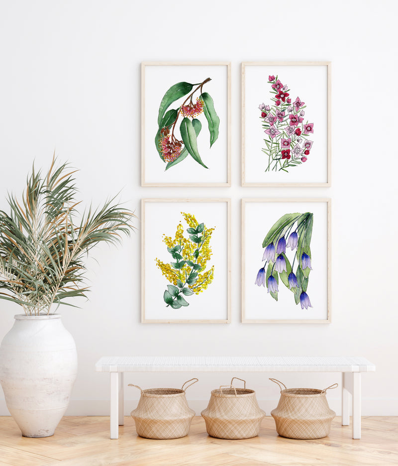 Set of 4 Enchanting Flora Art Watercolour Canvasses and Prints Collection of Silver Princess, Boronia, Gold Dust Wattle, and Bluebells Creeper