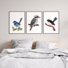 3 Set Watercolour Art Prints and Canvasses Featuring Splendid Fariy Wren, Kookaburra and Willy Wagtail