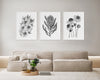 Tea Tree + Queen Protea + Flannel Flowers Australian Native Flowers in Black White Wall art Prints