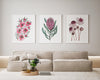 Wild Beauty of Australian Flowers in 3 Set Tea Tree + Queen Protea + Pink Flannel Canvasses and Prints Collection