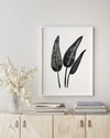 Bird of Paradise Black and White Wall Art Print