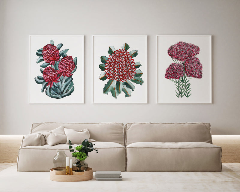 Native Australian Red Floral Trio Waratah Bouquet + Banksia Coccinea + Rice Flower Canvasses and Prints Collection