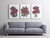 Native Australian Red Floral Trio Waratah Bouquet + Banksia Coccinea + Rice Flower Canvasses and Prints Collection