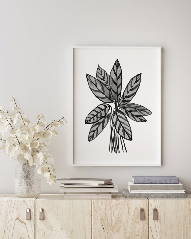 Ctenanthe Grey Star Black and White Wall Art Print