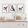 Trio Set Australian Native Birds Willy Wagtail, Magpie and Superb Fairy Wren Watercolour Art Prints and Canvasses