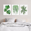 Green Plant Artwork Watercolour Prints and Canvasses Monstera String of Pearls Ctenanthe Wall Art