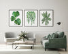 Green Plant Artwork Watercolour Prints and Canvasses Monstera String of Pearls Ctenanthe Wall Art