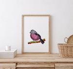 Pink Robin Wall Art Print