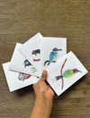 Australian Native Birds Cards Pack 4x6" With Envelope