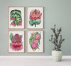 Floral Art Print Set of 4 Australian Native Flowers LillyPilly + Protea + Waratah + Hakea