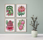 Floral Art Print Set of 4 Australian Native Flowers LillyPilly + Protea + Waratah + Hakea