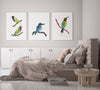 Set of 3 Australian Native Birds Prints and Canvasses Gouldian Finches + King Fisher + Bee Eater